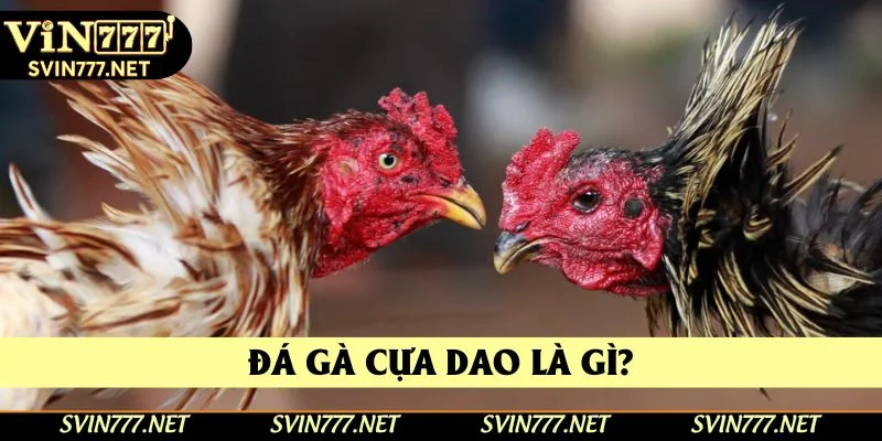 Hình thức đá gà cựa dao là gì? Hình thức đá gà cựa dao là gì?