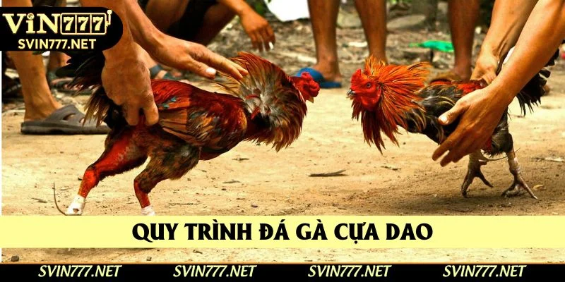 Quy trình thi đấu đá gà có vũ khí Quy trình thi đấu đá gà có vũ khí