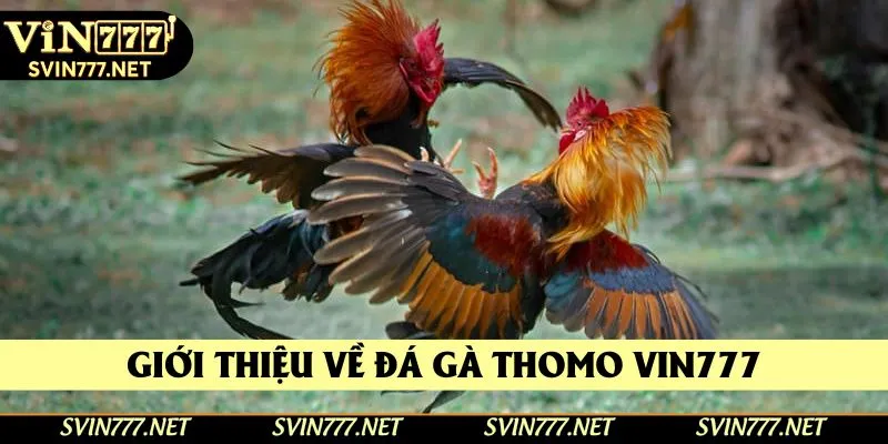 Giới thiệu về đá gà thomo Vin777 Giới thiệu về đá gà thomo Vin777
