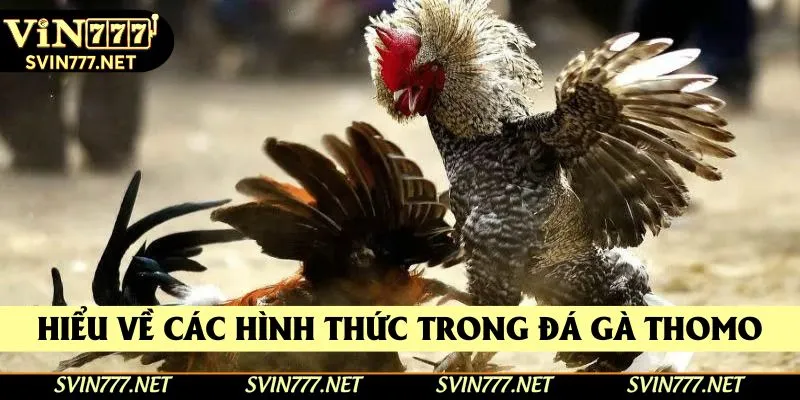 Hiểu về các hình thức trong đá gà thomo Hiểu về các hình thức trong đá gà thomo